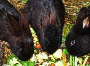 Můžou králíci jíst pomeranče?