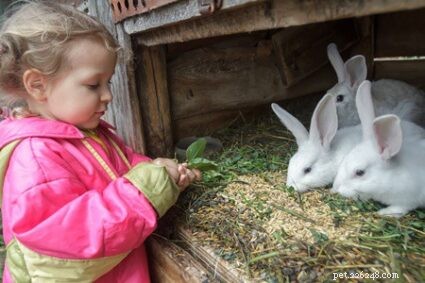 토끼는 민트를 먹을 수 있습니까? (잎, 줄기 + 꽃)