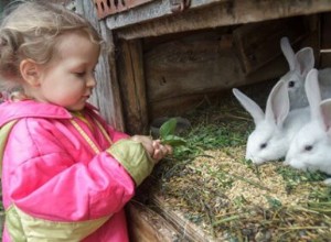 Kunnen konijnen munt eten? (Bladeren, stengels + bloemen)