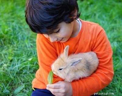 Les lapins peuvent-ils manger de la menthe ? (Feuilles, Tiges + Fleurs)