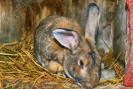 토끼에게 탄수화물이 필요한 이유는 무엇입니까?