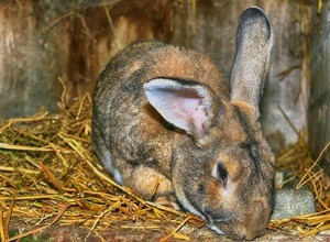 Зачем кроликам нужны углеводы?