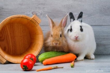 Kunnen konijnen komkommer eten?