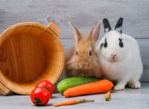 Kan kaniner äta gurka?