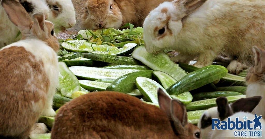 Могут ли кролики есть огурцы?