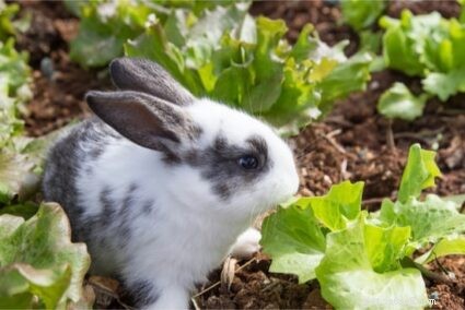 Kan een konijn doodgaan door te veel te eten? (Overgewicht konijnen)