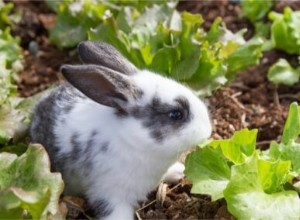 Kan en kanin dö av att äta för mycket? (Överviktiga kaniner)