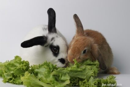 Vilken är den bästa typen av sallad för kaniner?
