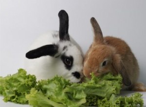 Quel est le meilleur type de laitue pour les lapins ?