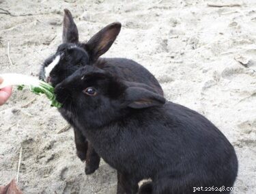 Qual ​​è il miglior tipo di lattuga per i conigli?