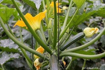 I conigli possono mangiare le zucchine? (Foglie, piante, fiori, semi e steli)