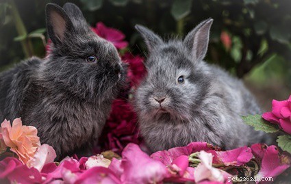 Mogen konijnen stof eten? (katoen, wol, polyester + vilt)