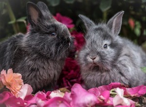 Får kaniner äta tyg? (Bomull, Ull, Polyester + Filt)