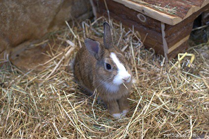 I conigli possono mangiare stoffa? (Cotone, Lana, Poliestere + Feltro)