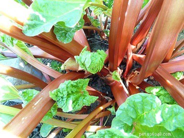 Coelhos podem comer ruibarbo? (Plantas, Folhas, Verduras + Caules)
