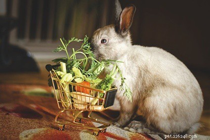 I conigli possono mangiare le melanzane?