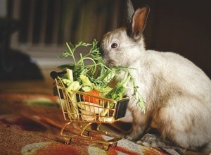 Kunnen konijnen aubergine eten?