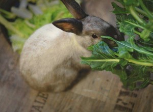 なぜ私のウサギはいつも空腹に見えるのですか？ 