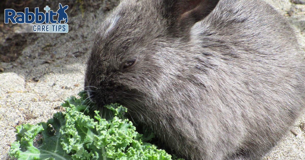 Kan kaniner äta grönkål?