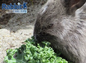 ウサギはケールを食べることができますか？ 