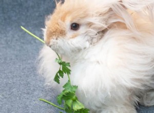 Kunnen konijnen koriander eten?