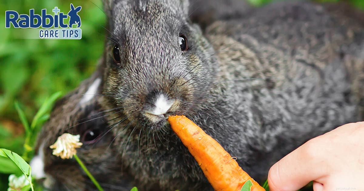 Kunnen konijnen wortelen eten?