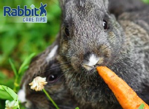 토끼가 당근을 먹을 수 있습니까?
