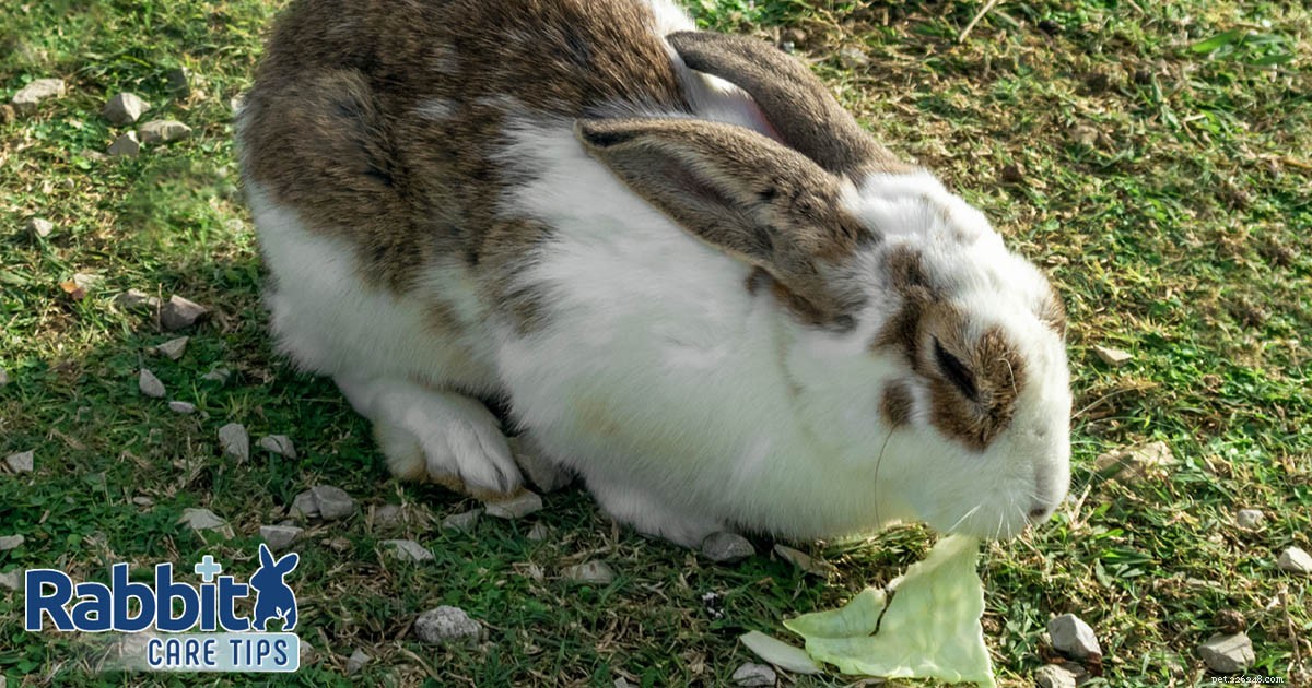 토끼가 양배추를 먹을 수 있습니까?