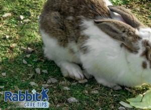 Могут ли кролики есть капусту?