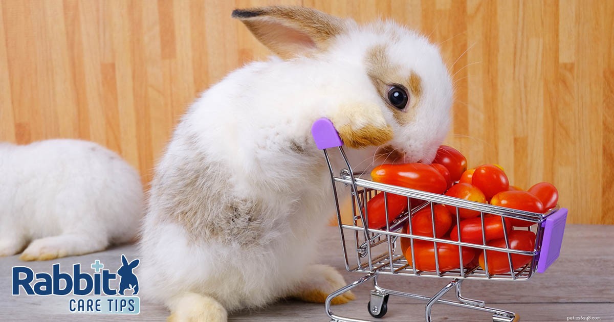 토끼가 토마토를 먹을 수 있습니까?