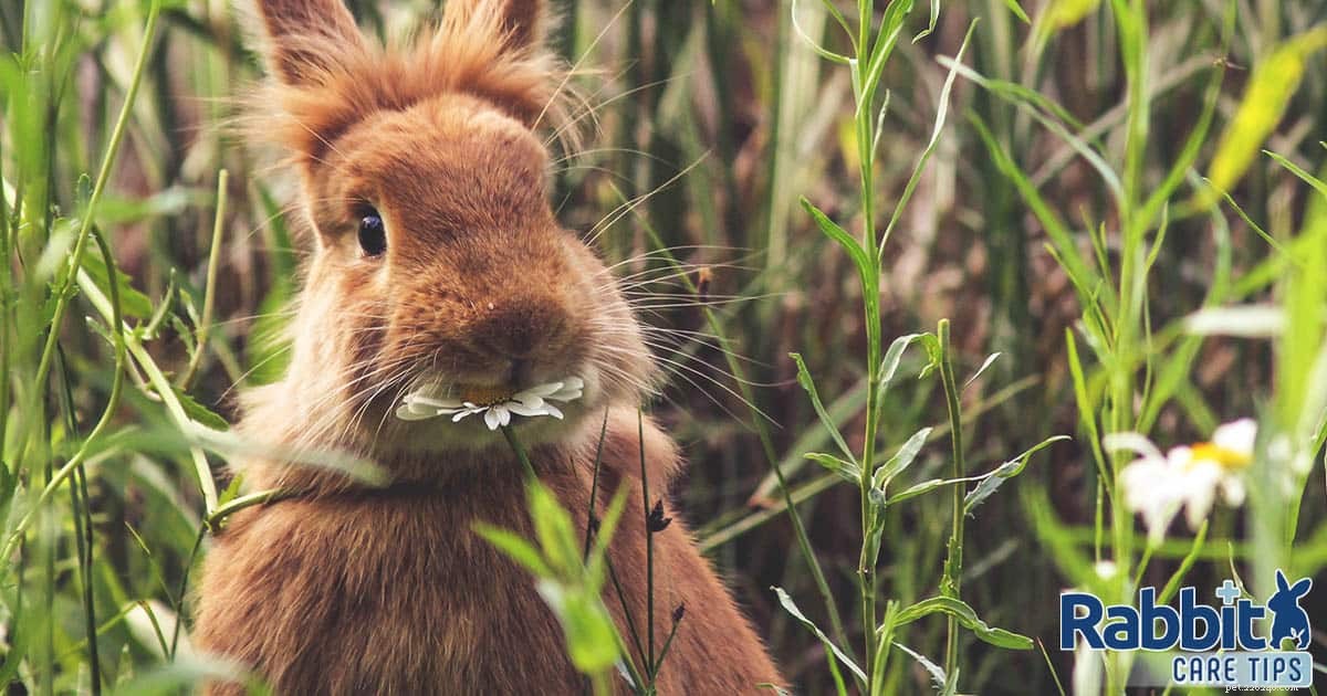 Vad äter vilda kaniner?