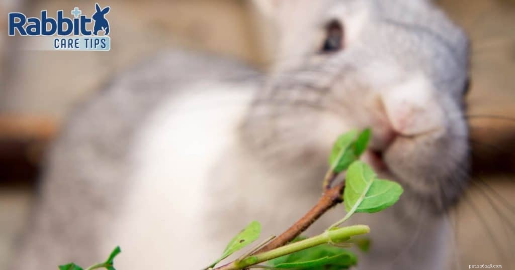 Kunnen konijnen basilicum eten?
