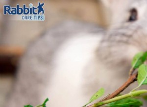 Les lapins peuvent-ils manger du basilic ?