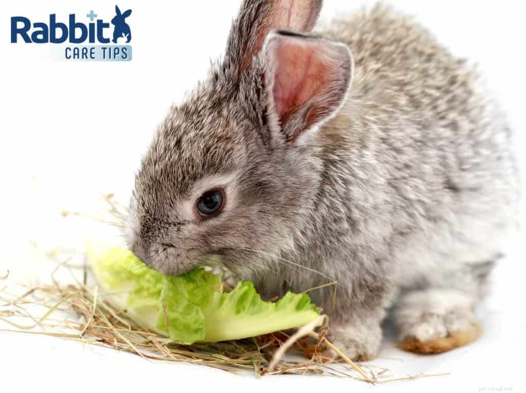 토끼가 로메인 상추를 먹을 수 있습니까?