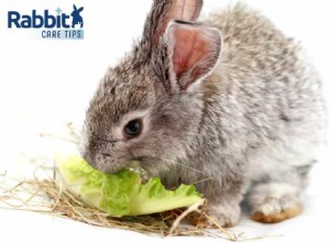 Kunnen konijnen Romeinse sla eten?