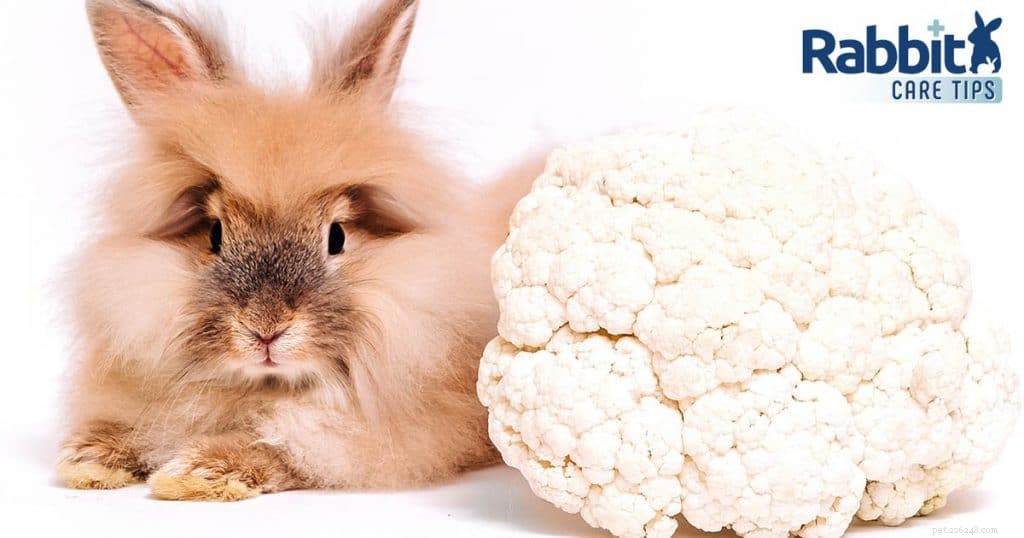 Могут ли кролики есть цветную капусту?