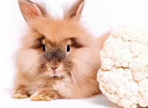 Kunnen konijnen bloemkool eten?