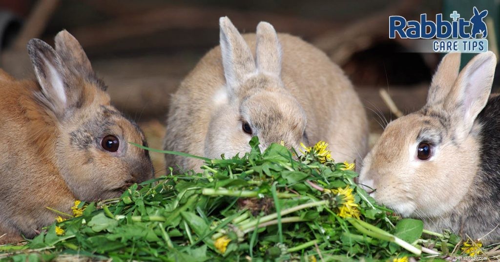 Могут ли кролики есть одуванчики?