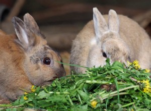 Kunnen konijnen paardenbloemen eten?
