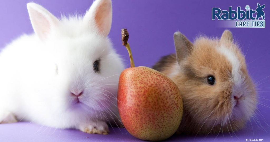 I conigli possono mangiare le pere?