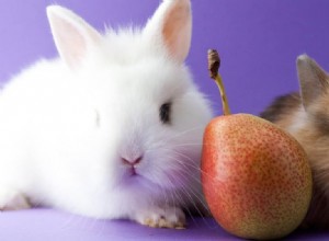 Kan kaniner äta päron?