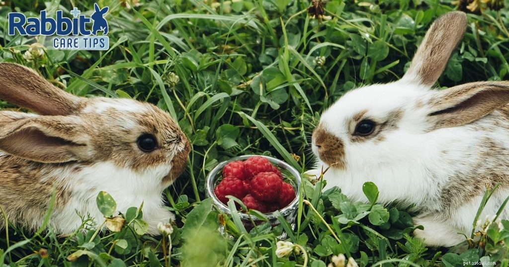 Kunnen konijnen frambozen eten?