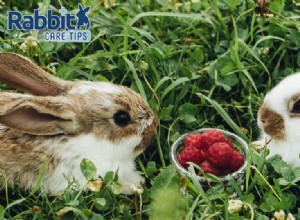 I conigli possono mangiare i lamponi?