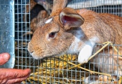 7 основных вещей, которые нужны кроликам в клетке