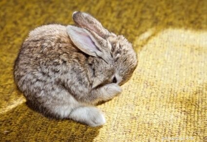 11 dingen waar konijnen niet op mogen kauwen
