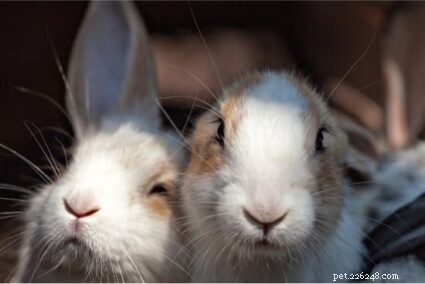 11 coisas que os coelhos não devem mastigar
