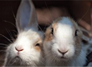 11 dingen waar konijnen niet op mogen kauwen