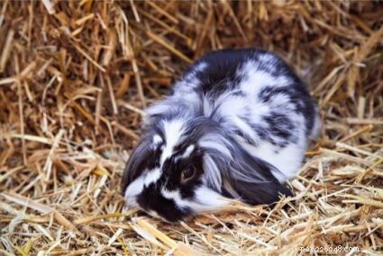 ウサギにはどのような寝具が必要ですか？ 