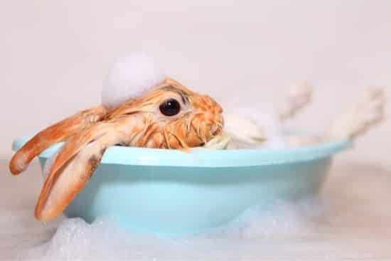 Hoe maak je de billen van een konijn schoon