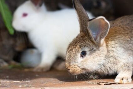 Přestěhování vnitřního králíka venku (v 5 snadných krocích)
